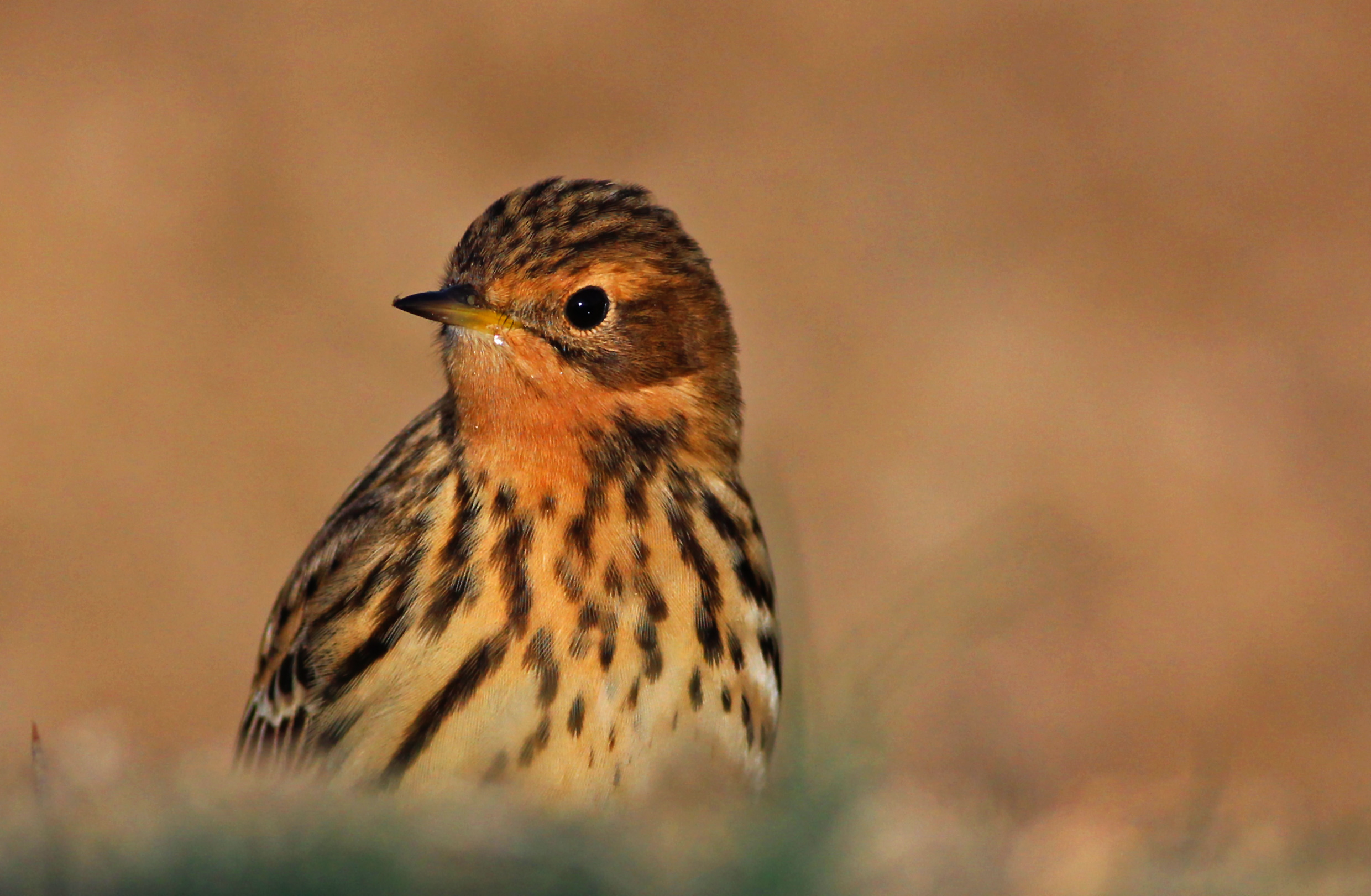 Red-throated Pipit